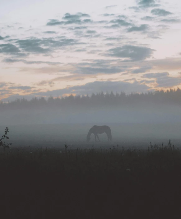 a horse grazing in a field on a foggy day, by Attila Meszlenyi, dusk setting, unsplash 4k, multiple stories, swedish countryside