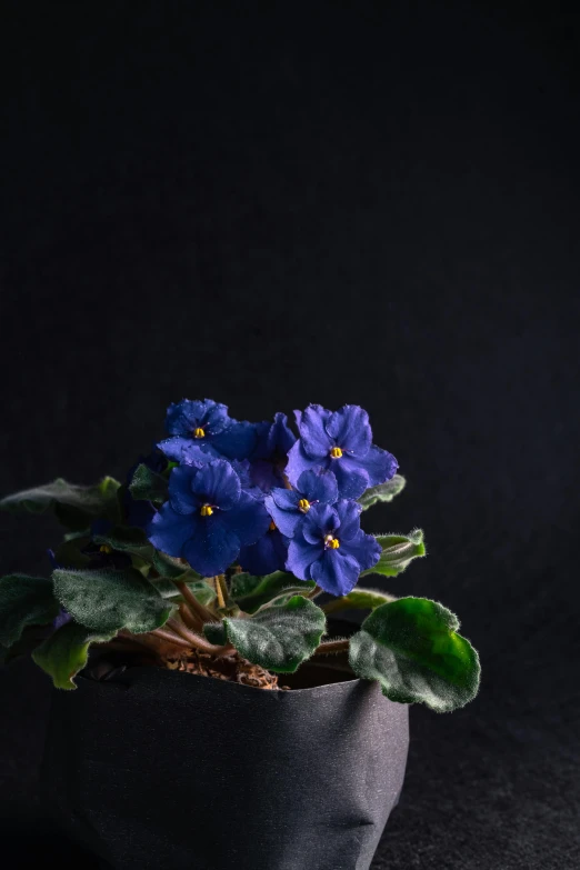 a potted plant with purple flowers against a black background, unsplash contest winner, bauhaus, dipped in polished blue ceramic, portrait n - 9, ivy, miniature product photo