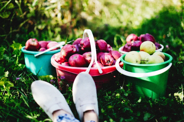 a person sitting in the grass next to buckets of apples, a still life, by Julia Pishtar, pexels, magenta colours, feet, beets, high quality product image”