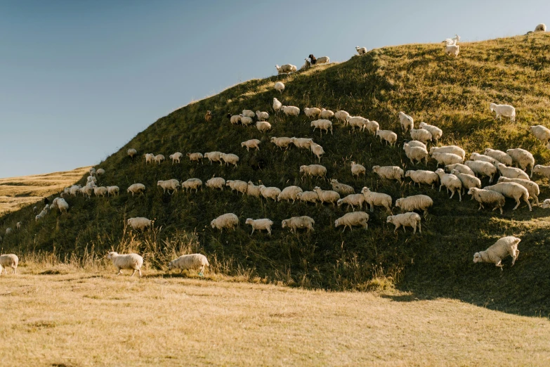 a herd of sheep standing on top of a lush green hillside, by Peter Churcher, unsplash contest winner, land art, mini amphitheatre, monia merlo, mowing of the hay, taras susak