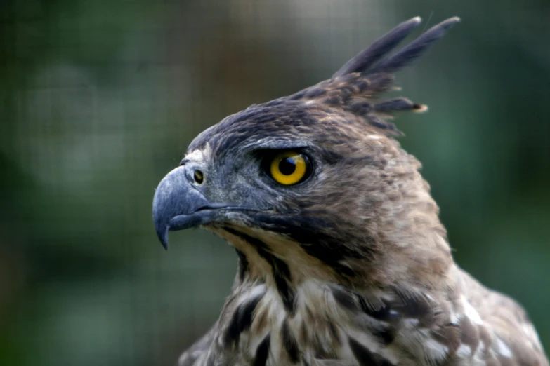 a close up of a bird of prey, a portrait, by Dave Allsop, pexels, hurufiyya, 2 years old, malaysian, right side profile, looks directly at camera