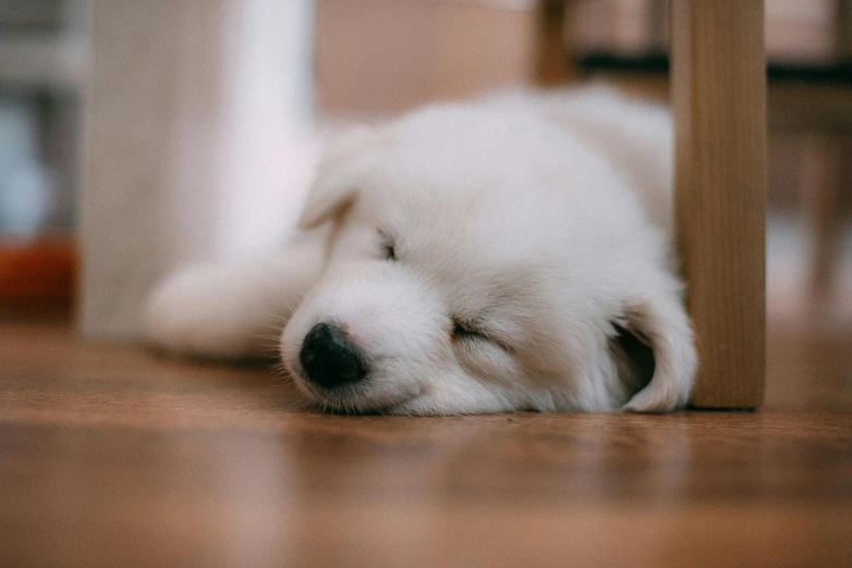 a dog that is laying down on the floor, pexels contest winner, sweet dreams, white, puppy, youtube thumbnail