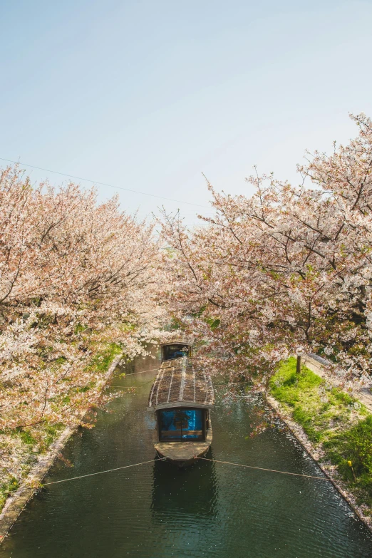 a boat traveling down a river next to a lush green forest, by Kaii Higashiyama, trending on unsplash, shin hanga, cherry blossom trees, 🚿🗝📝