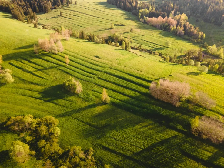 an aerial view of a green field with trees, by Jakob Häne, pexels contest winner, late afternoon light, cottagecore hippie, flowing hills, russian landscape