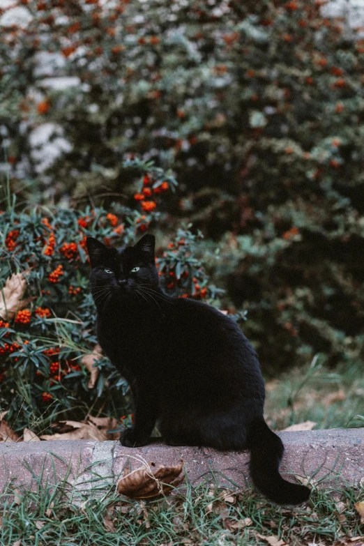 a black cat sitting on top of a rock, nature and floral aesthetics, mid-shot of a hunky, top selection on unsplash, gothic aesthetic