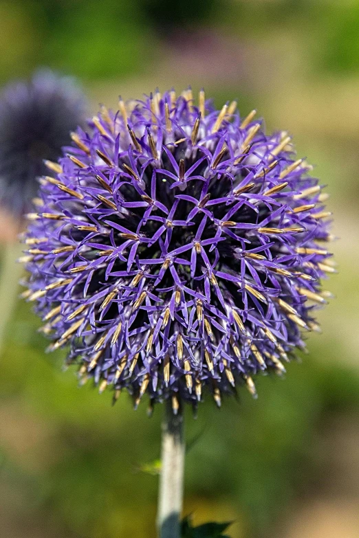 a close up of a purple flower with a blurry background, renaissance, wearing spiky, spherical, dark blue, ready to eat