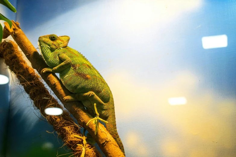 a green chamelon sitting on top of a tree branch, by Adam Marczyński, pexels contest winner, photorealism, green and blue and warm theme, biodome, evening lighting, pet animal