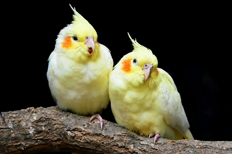 two yellow and white birds sitting on a branch, a portrait, trending on pixabay, in front of a black background, australian, pet animal, professionally post - processed