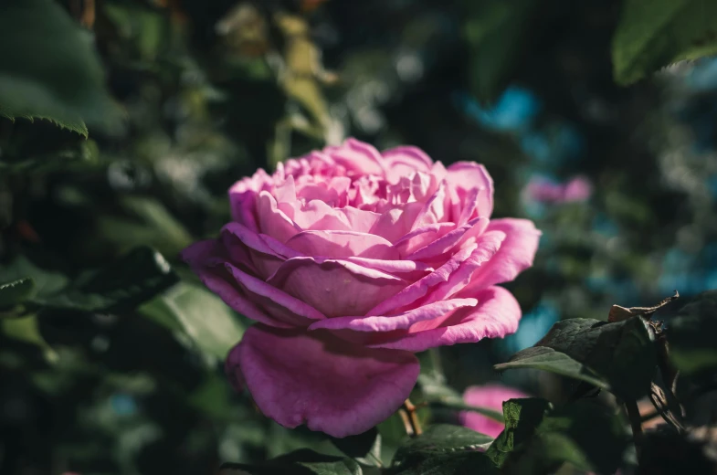 a close up of a pink rose with green leaves, unsplash, purple hue, lush surroundings, shot on sony a 7, alex heywood