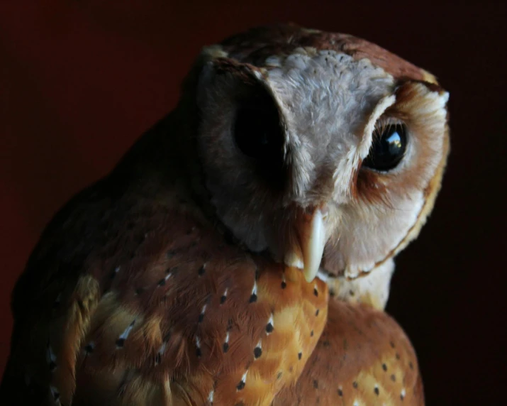 a close up of a brown and white owl, inspired by Johannes Fabritius, pexels contest winner, cinnamon skin color, taxidermy, low key, stuffed