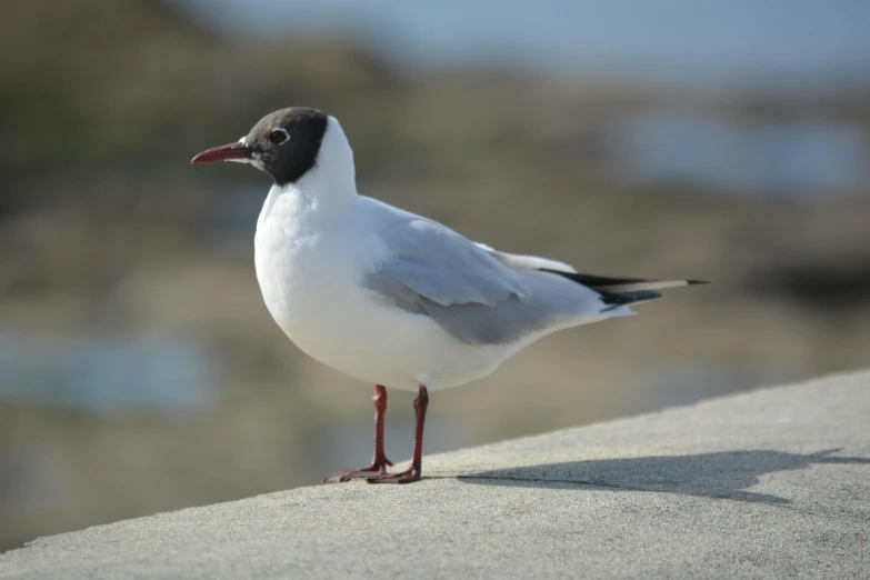 a close up of a bird on a ledge, at the seaside, full pose, white neck visible, taken in 2 0 2 0