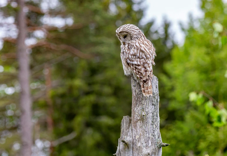 a bird sitting on top of a tree stump, by Jesper Knudsen, pexels contest winner, hurufiyya, an owl, fullbody view, high quality picture, large tail