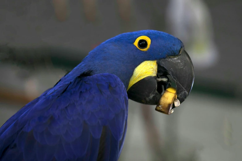 a close up of a blue parrot with a yellow beak, pexels contest winner, having a snack, lapis lazuli, 🦩🪐🐞👩🏻🦳, getty images