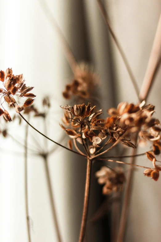 a close up of a plant on a window sill, a macro photograph, by Ruth Simpson, trending on unsplash, tonalism, made of dried flowers, bronze brown hair, gold decorations, gypsophila