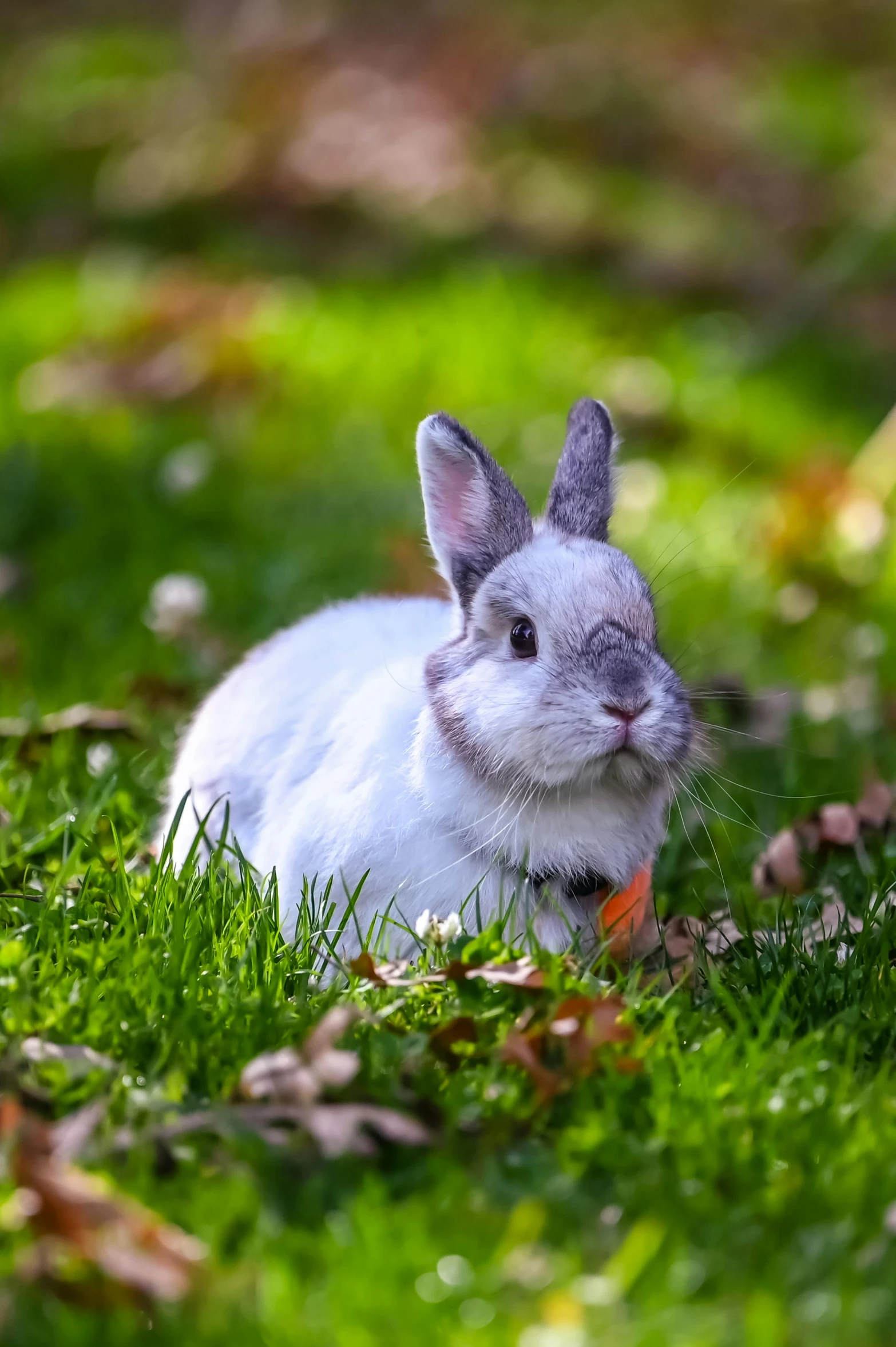 a white rabbit sitting on top of a lush green field