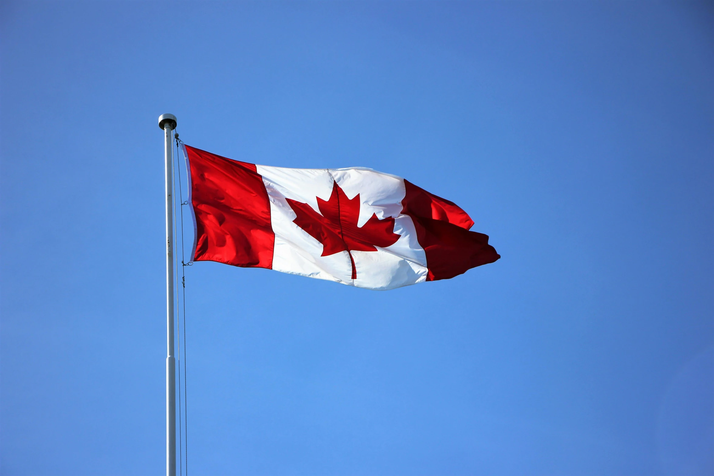 a canadian flag blowing in the wind against a blue sky, an album cover, pexels, hurufiyya, mint, high quality image, f/1.4, leaf