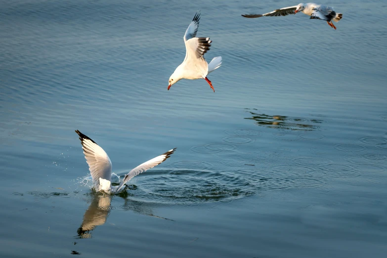 a group of seagulls flying over a body of water, a picture, by Jan Tengnagel, pexels contest winner, arabesque, rule of three, ready to eat, high quality photo, eye catching composition