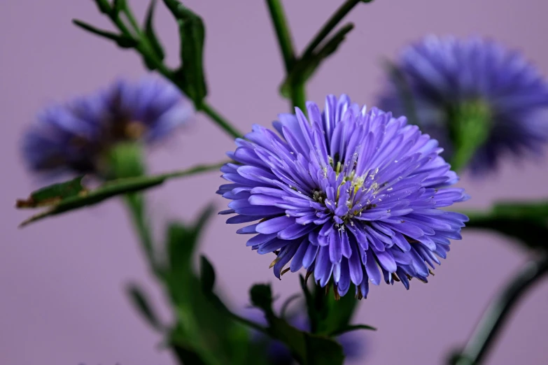 a close up of a purple flower in a vase, kobalt blue, second colours - purple, ari aster, shot on sony a 7