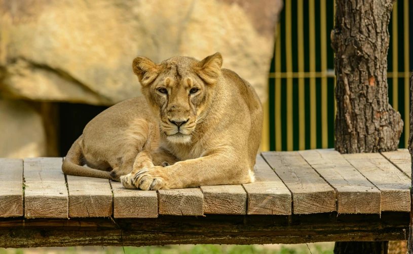 a lion laying on top of a wooden platform, pexels contest winner, young female, zoo, realistic »