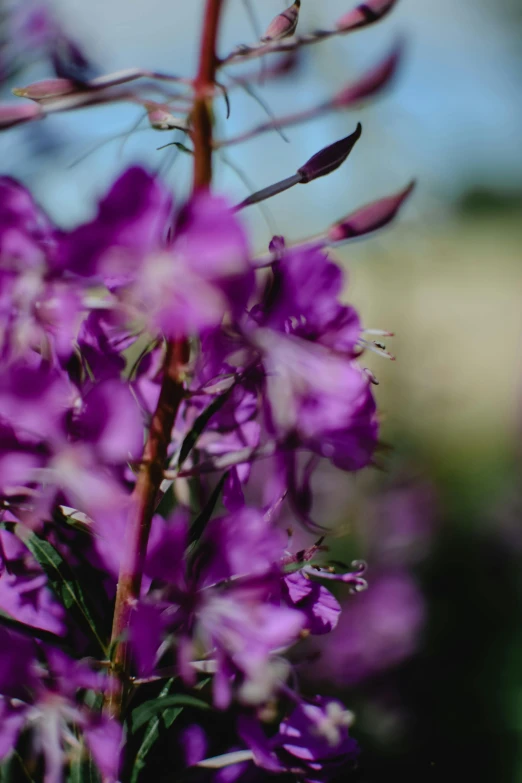 a close up of a bunch of purple flowers, unsplash, tall shot, dynamic closeup, flowers and trees, blurred