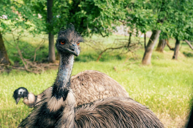 a large bird standing on top of a lush green field, a portrait, pexels contest winner, hurufiyya, very silly looking, 🦩🪐🐞👩🏻🦳, ukrainian, taken in the late 1980s