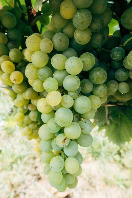 a bunch of green grapes hanging from a tree, award-winning crisp details”, light greens and whites, bubbly, a close-up