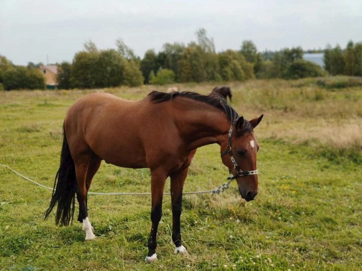 a brown horse standing on top of a lush green field, profile image, posing for a picture