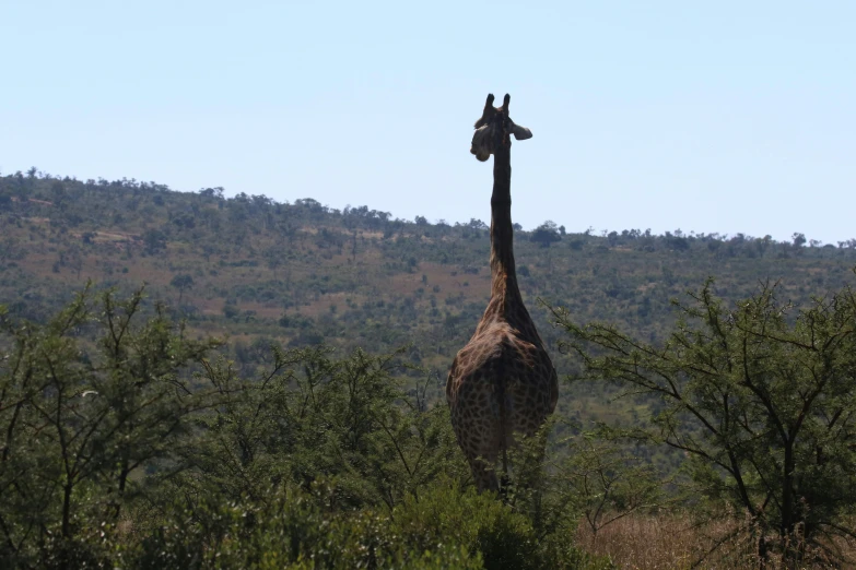 a giraffe standing on top of a lush green field, hills in the background, bushveld background, 1km tall, higly intricate