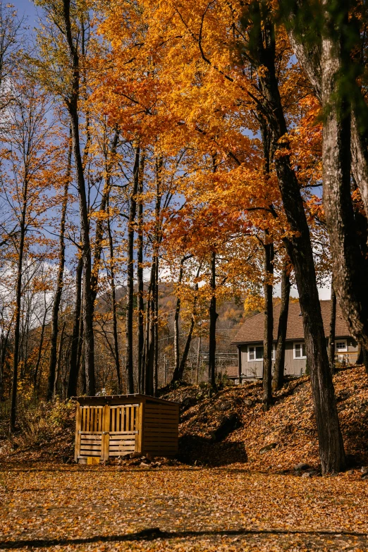 a wooden bench sitting in the middle of a forest, in fall, cottages, slide show, steps leading down