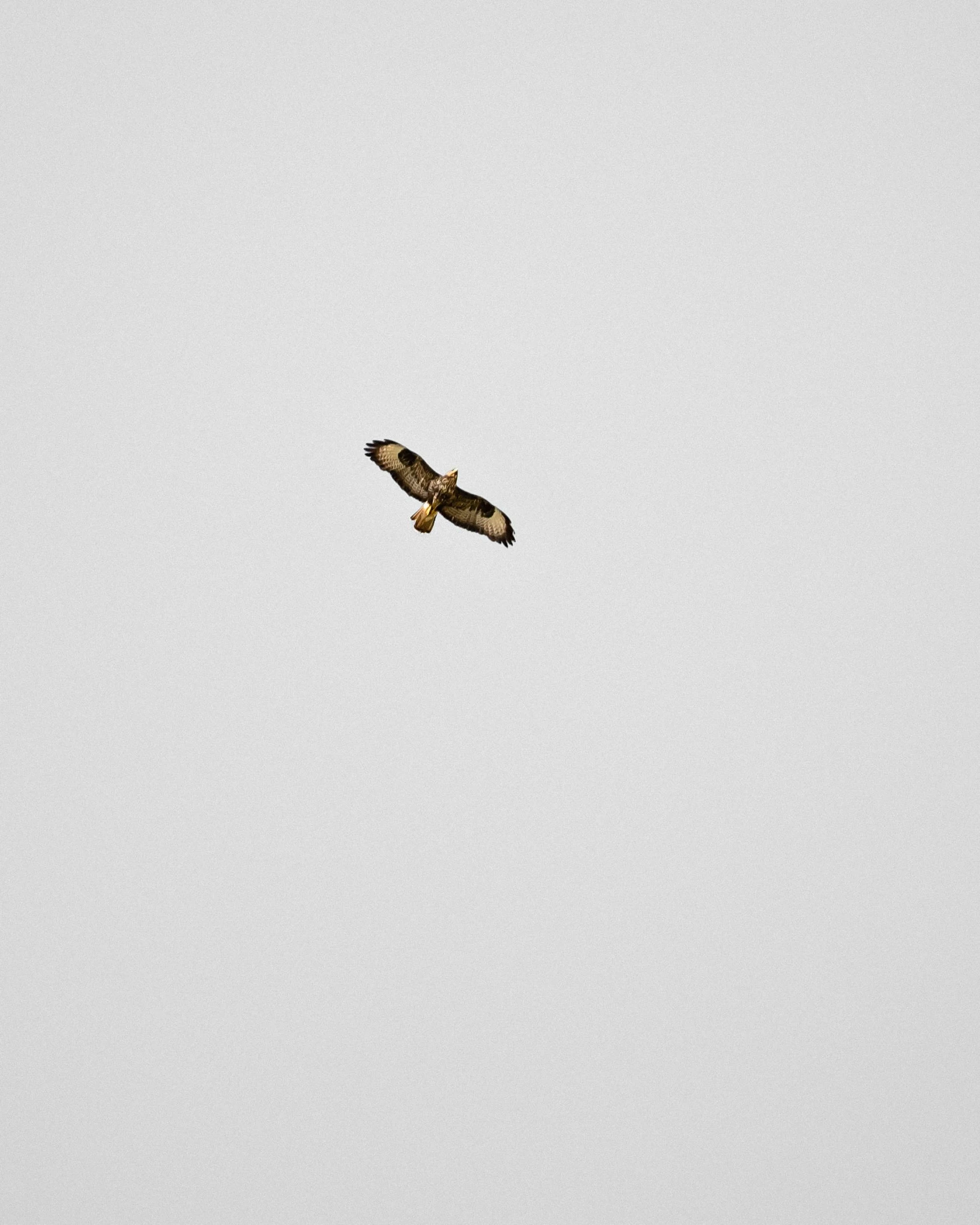 a bird that is flying in the sky, by Attila Meszlenyi, minimalism, hawk, bee, taken on iphone 14 pro, 7 0 mm photo