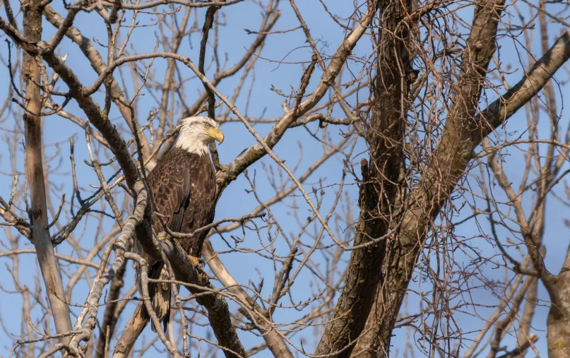 a bald eagle is perched in a tree, by Greg Rutkowski, pexels contest winner, fan favorite, white neck visible, male and female, various posed