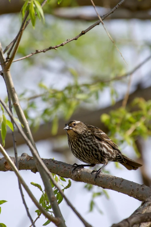 a bird sitting on top of a tree branch, small mouth, complex and intricate, mid 2 0's female, fan favorite