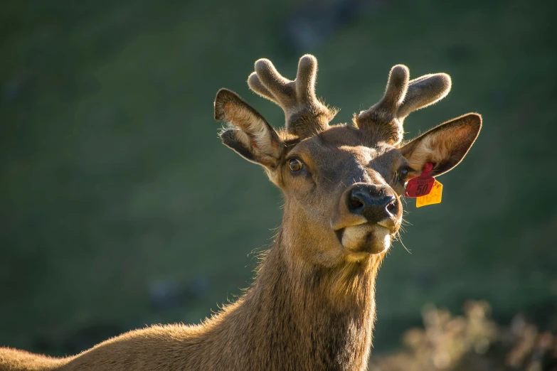 a close up of a deer with a tag on it's ear, pexels contest winner, sumatraism, ribbon, wales, avatar image