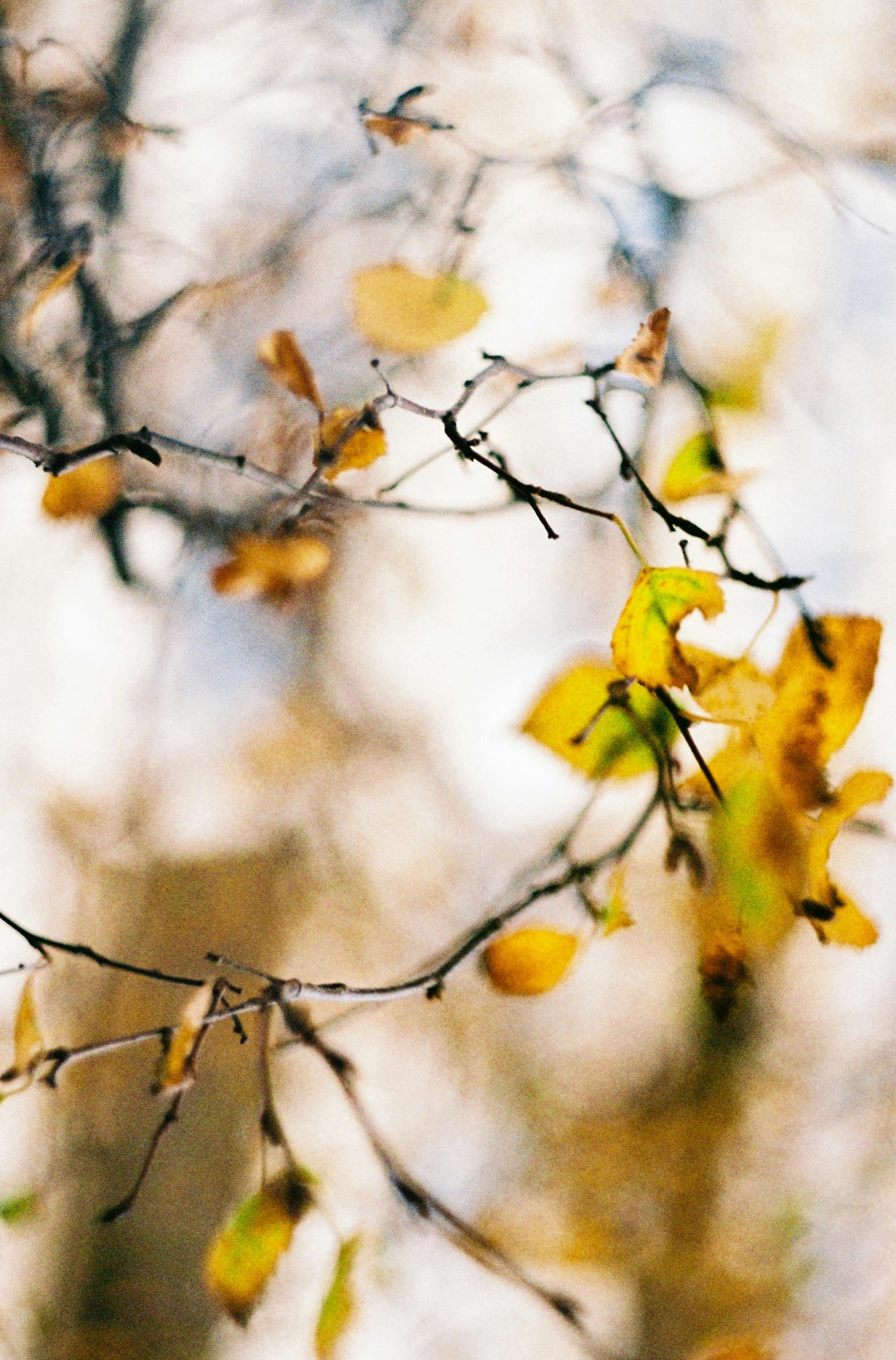 a bird sitting on top of a tree branch, a picture, inspired by Elsa Bleda, unsplash, golden leaves, abstract detail, hasselblad film bokeh, yellow