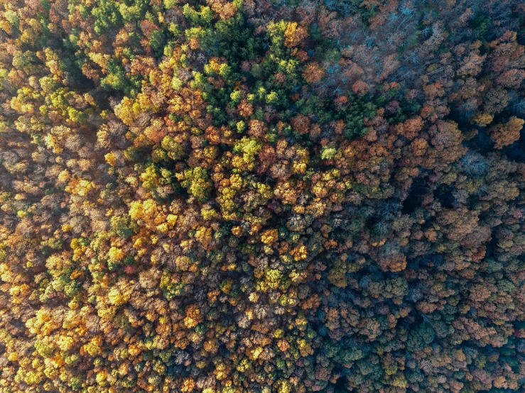 an aerial view of a forest in autumn, by Adam Marczyński, fan favorite, bottom angle, helicopter view, ai biodiversity