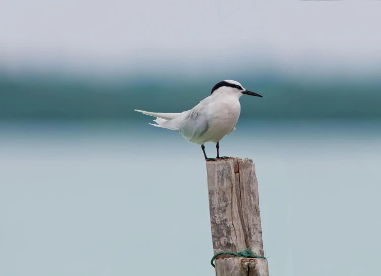 a bird sitting on top of a wooden post, sleek white, on an island, straight neck, round portruding chin