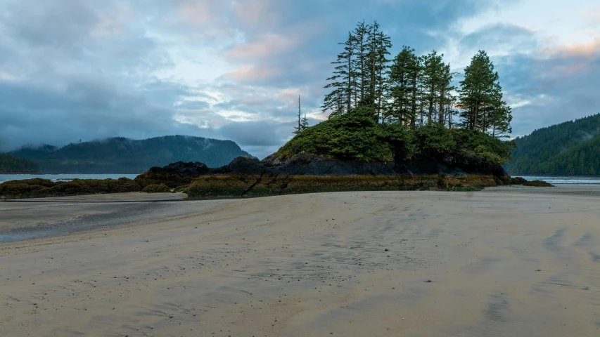 a couple of trees sitting on top of a sandy beach, by Jessie Algie, unsplash contest winner, haida, panorama, craggy, evening time