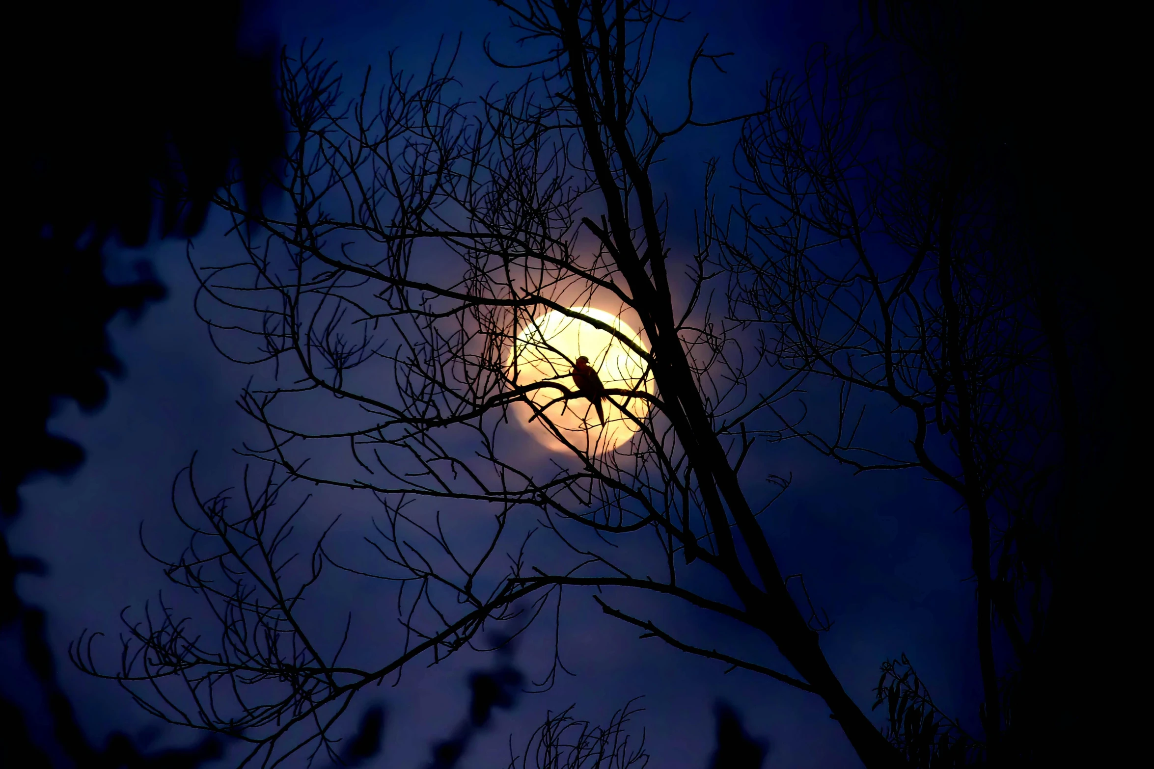 a full moon is seen through the branches of a tree, by Alison Geissler, pexels contest winner, romanticism, eerie person silhouette, phot, ☁🌪🌙👩🏾, halloween night