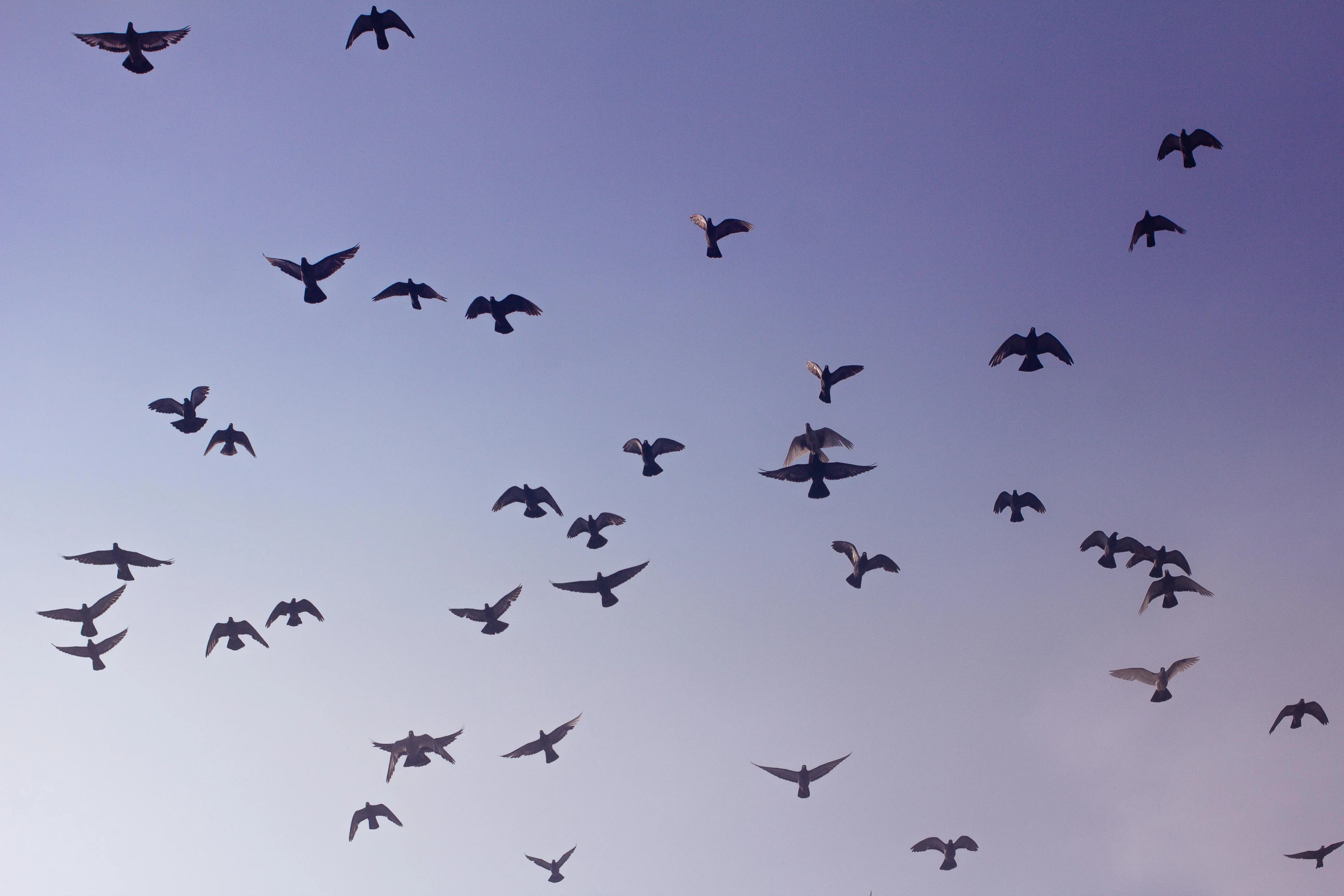 a flock of birds flying in the sky, an album cover, pexels, hurufiyya, woodstock, feeds on everything, violet sky, sparrows