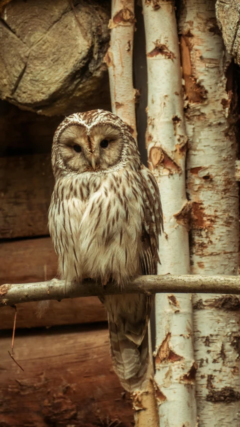 a small owl sitting on top of a tree branch, a portrait, pexels contest winner, in a tree house, muted brown, instagram photo, no cropping