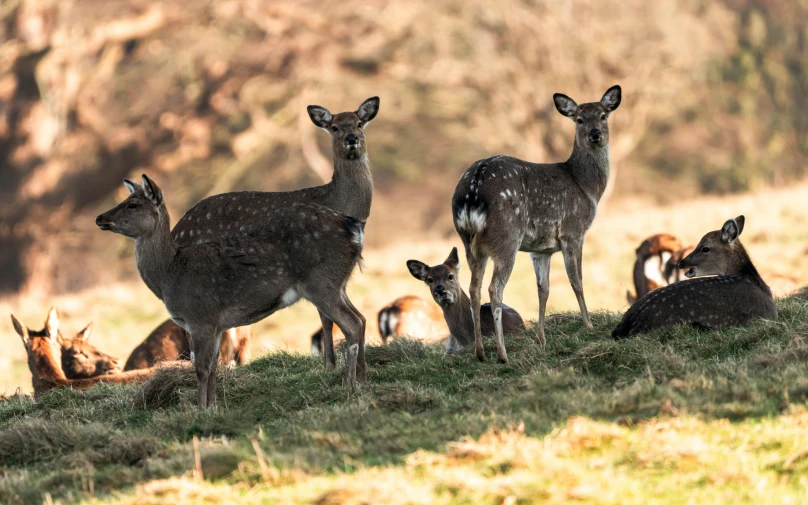 a herd of deer standing on top of a lush green field, slide show, with dappled light, distant photo