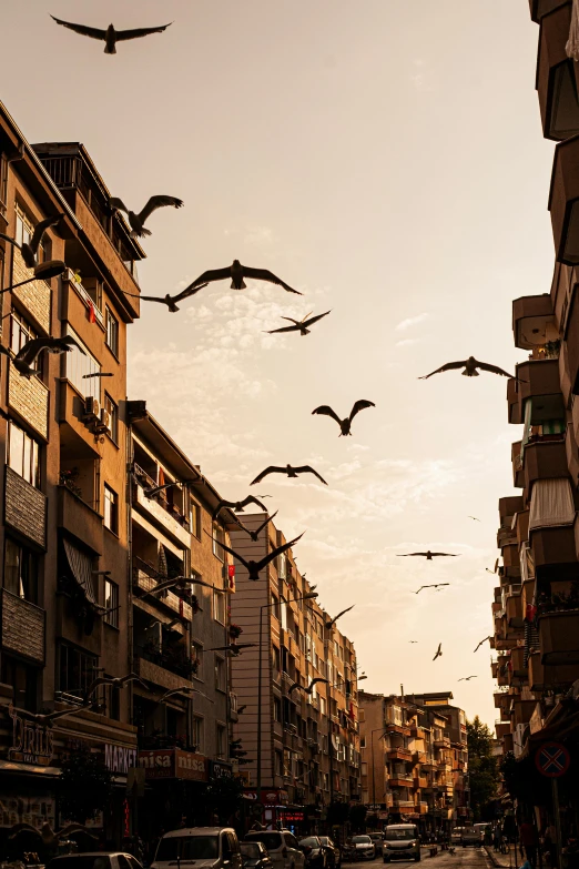 a group of birds flying over a city street, pexels contest winner, turkey, late afternoon sun, apartment, album cover