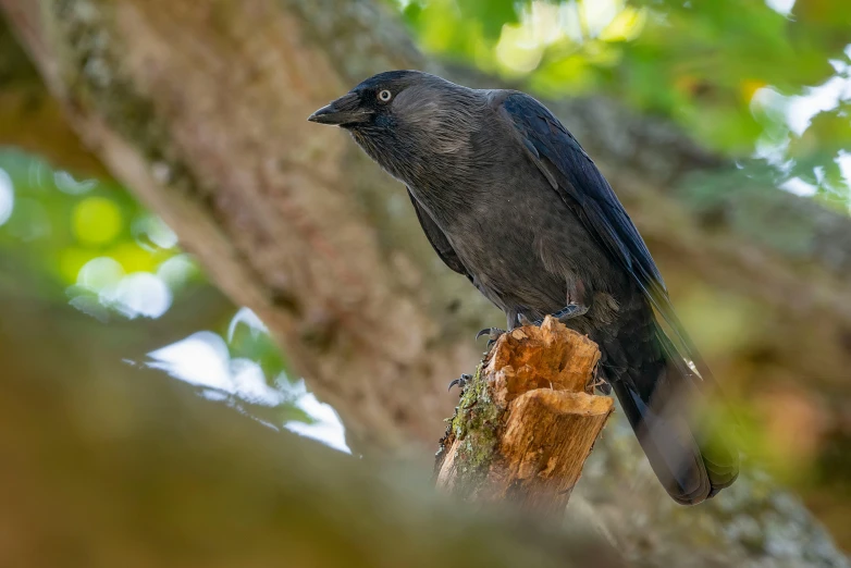 a black bird sitting on top of a tree branch, a portrait, pexels contest winner, renaissance, long raven hair, a wooden, carcass carrion covered in flies, looking towards camera