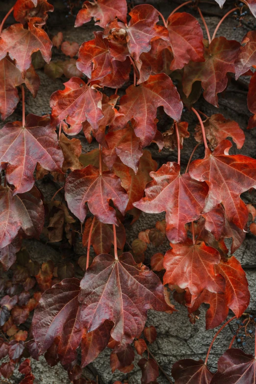 a fire hydrant sitting next to a wall covered in red leaves, a picture, by David Simpson, slate, natural colours, zoomed in, large vines