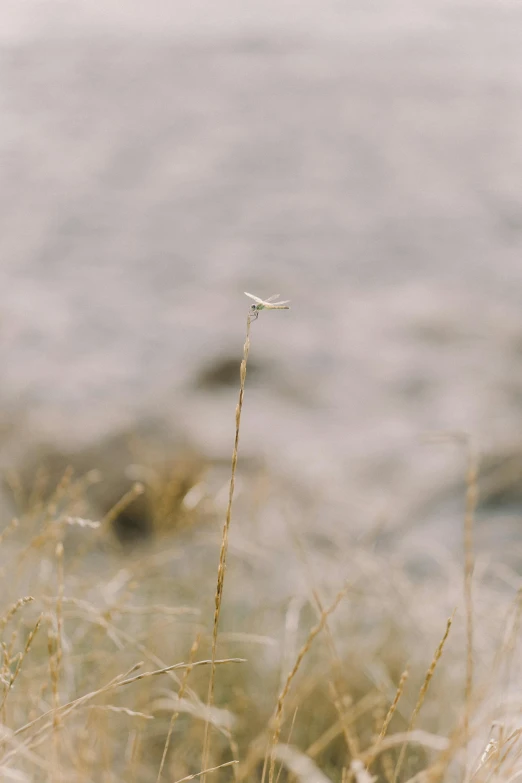 a bird sitting on top of a dry grass covered field, unsplash, minimalism, hazy water, grainy footage, dried flower, close river bank