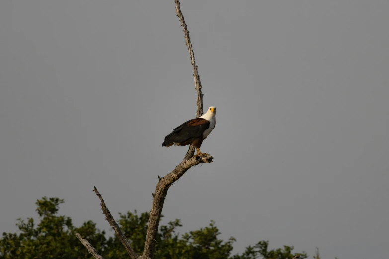 an eagle sitting on top of a tree branch, by Jan Tengnagel, pexels contest winner, hurufiyya, on the african plains, fishing, photographic print, a wooden