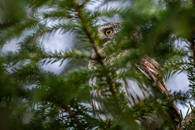 a close up of a bird in a tree, by John Gibson, pexels contest winner, hurufiyya, very very small owl, spying discretly, fine art print, amongst foliage