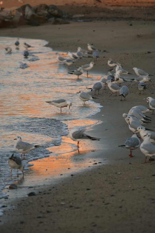 a flock of seagulls standing on a beach next to the ocean, in the evening