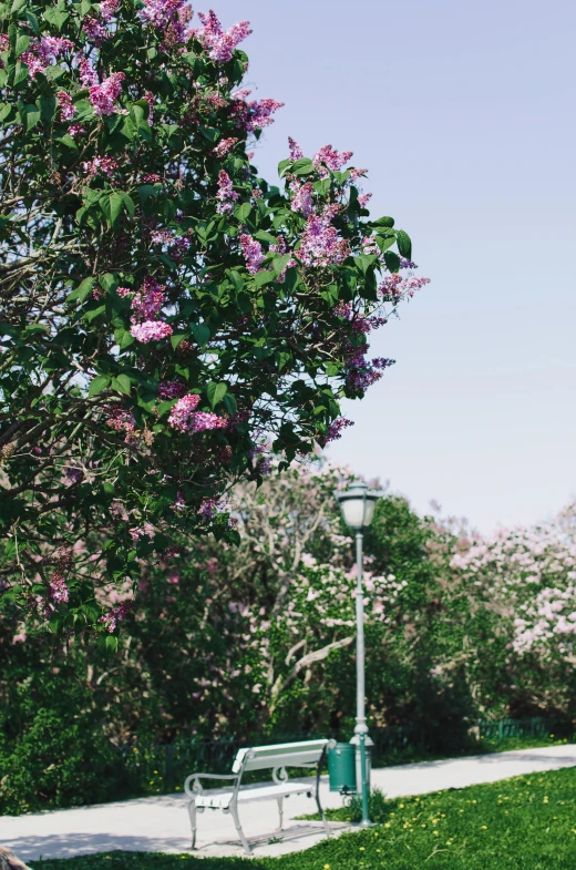 a couple of benches sitting on top of a lush green field, purple flower trees, streetlights, instagram picture, sydney park