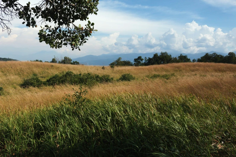 a grassy field with trees and mountains in the background, tall grass, looking onto the horizon, shan shui, brown